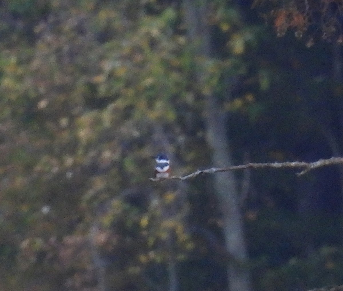 Belted Kingfisher - ML643850717