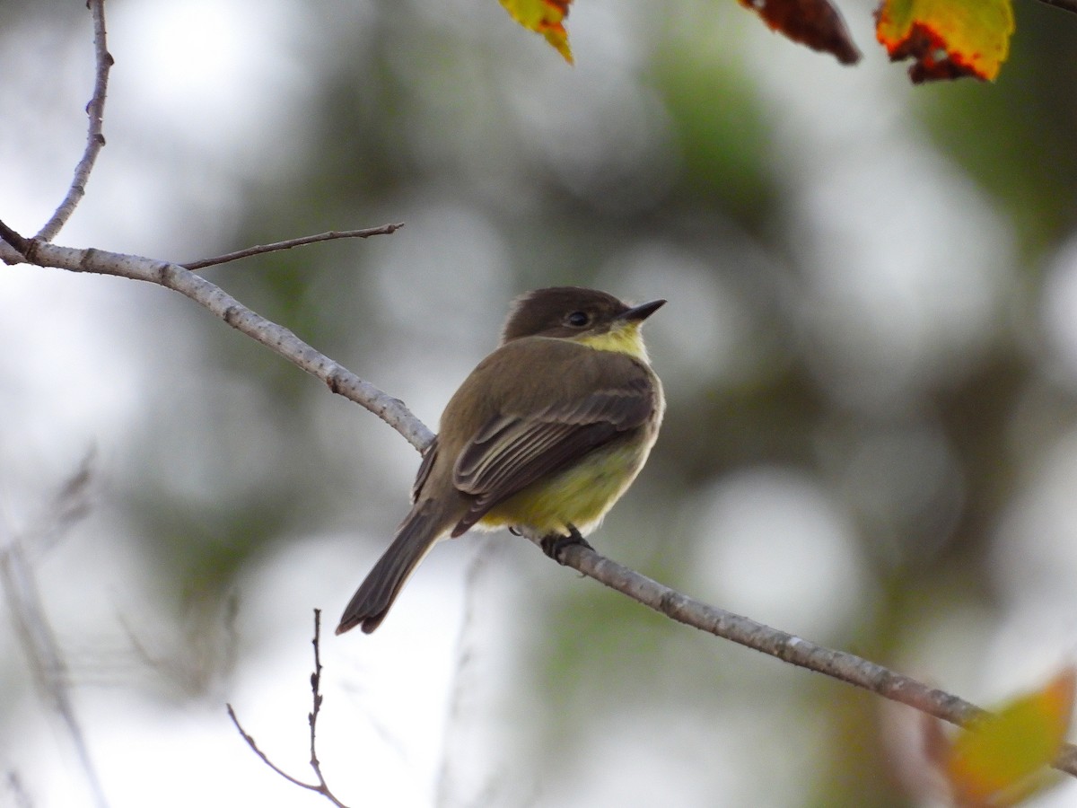 Eastern Phoebe - ML643850730