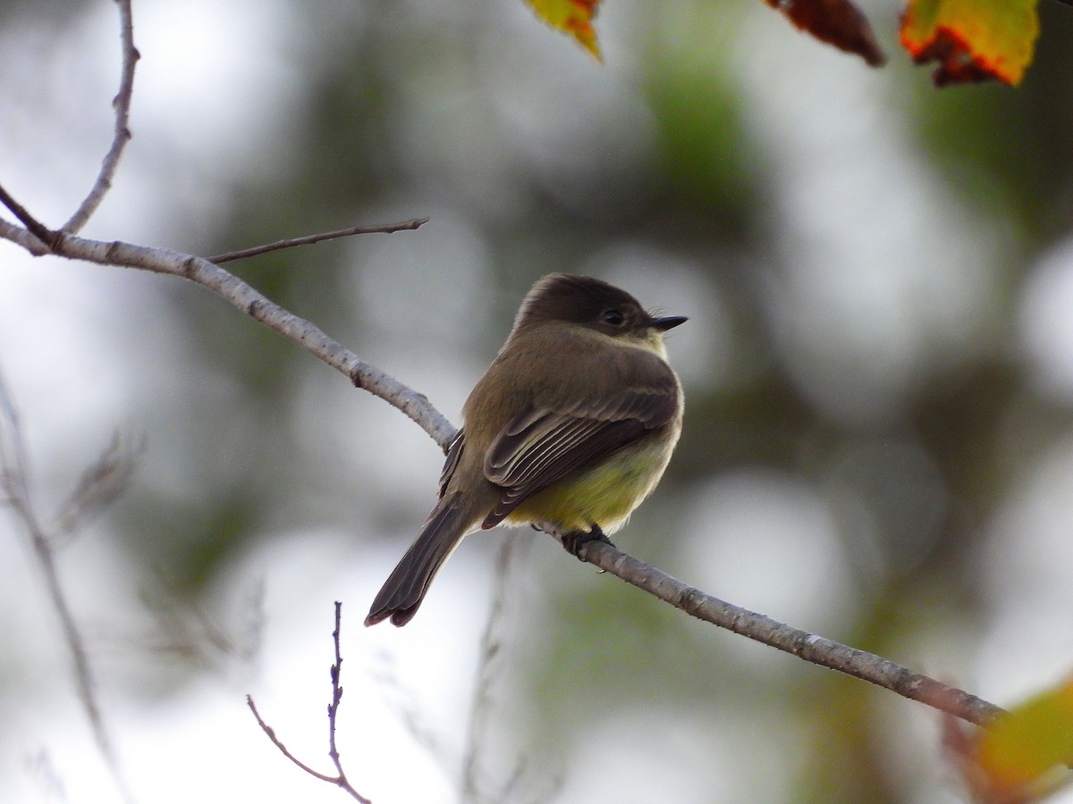Eastern Phoebe - ML643850731