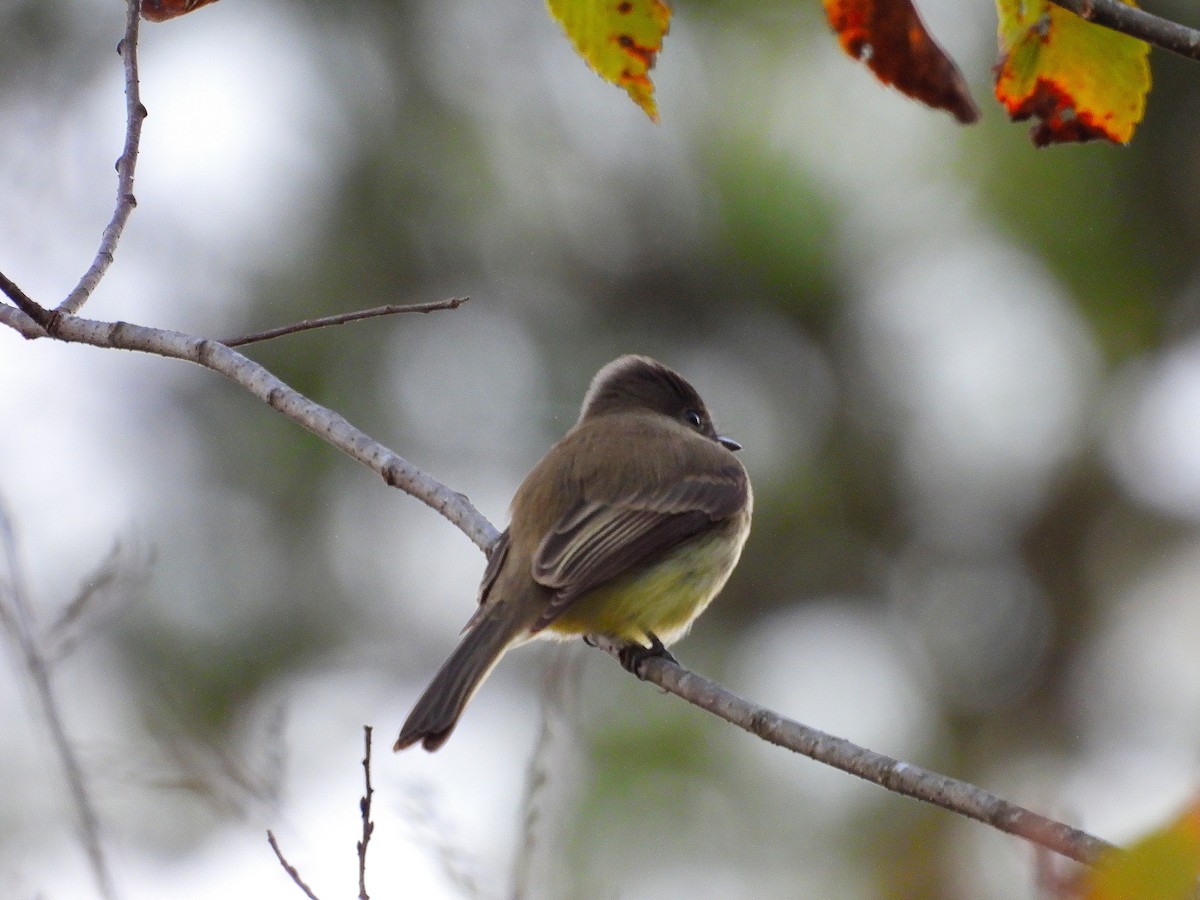 Eastern Phoebe - ML643850732