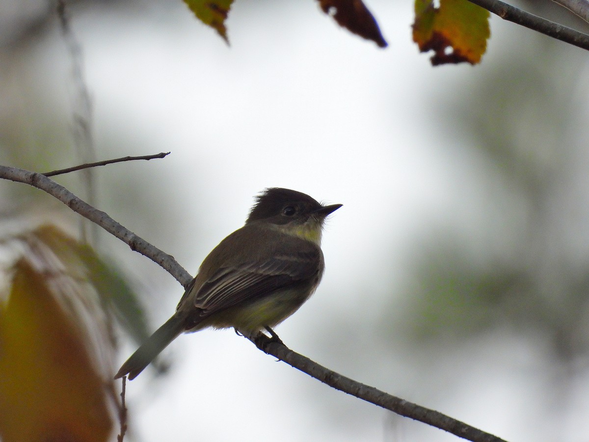 Eastern Phoebe - ML643850734