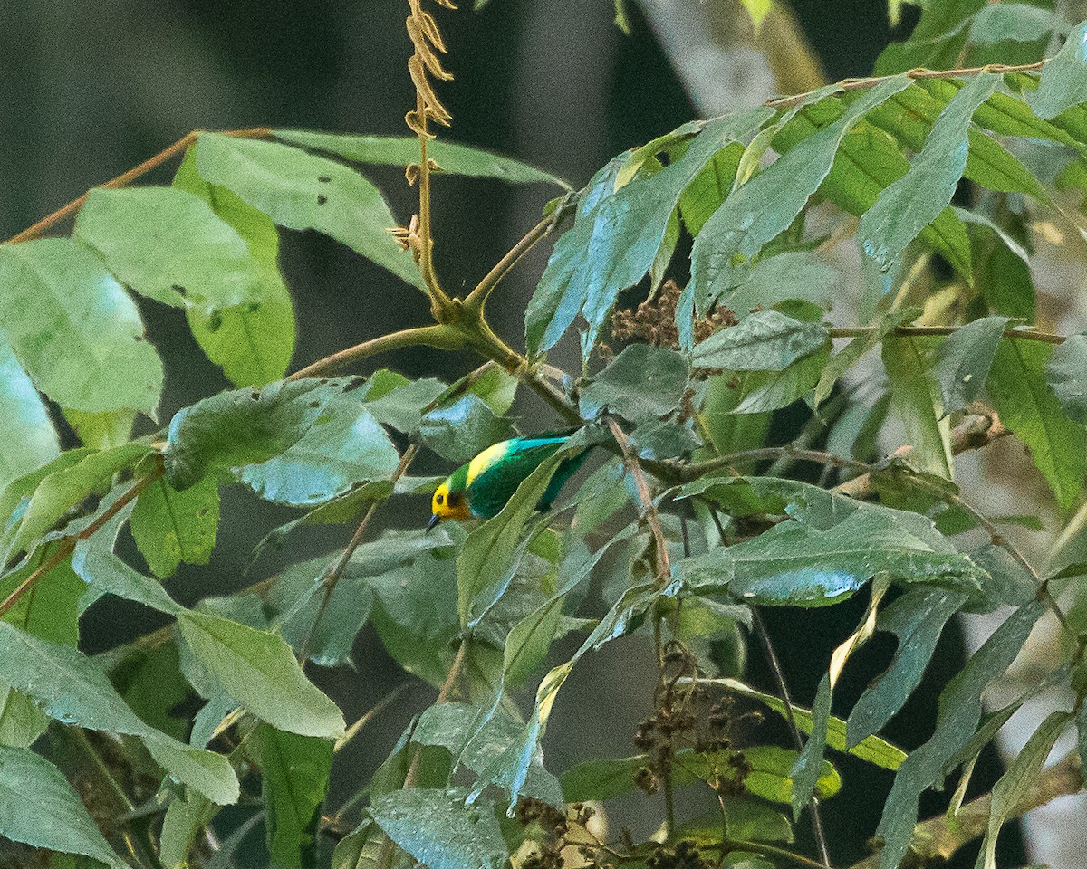 Multicolored Tanager - ML643850739