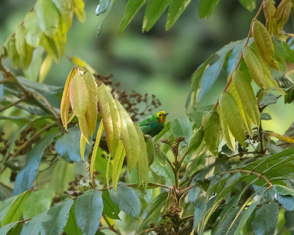 Multicolored Tanager - ML643850740