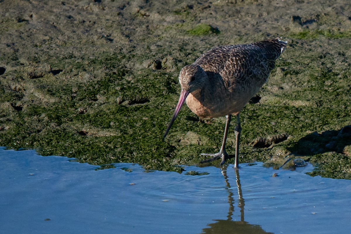 Marbled Godwit - ML643850745