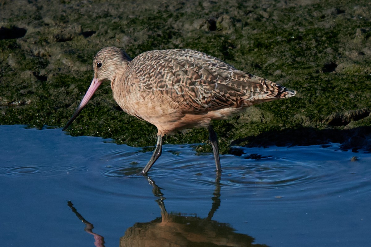 Marbled Godwit - ML643850750