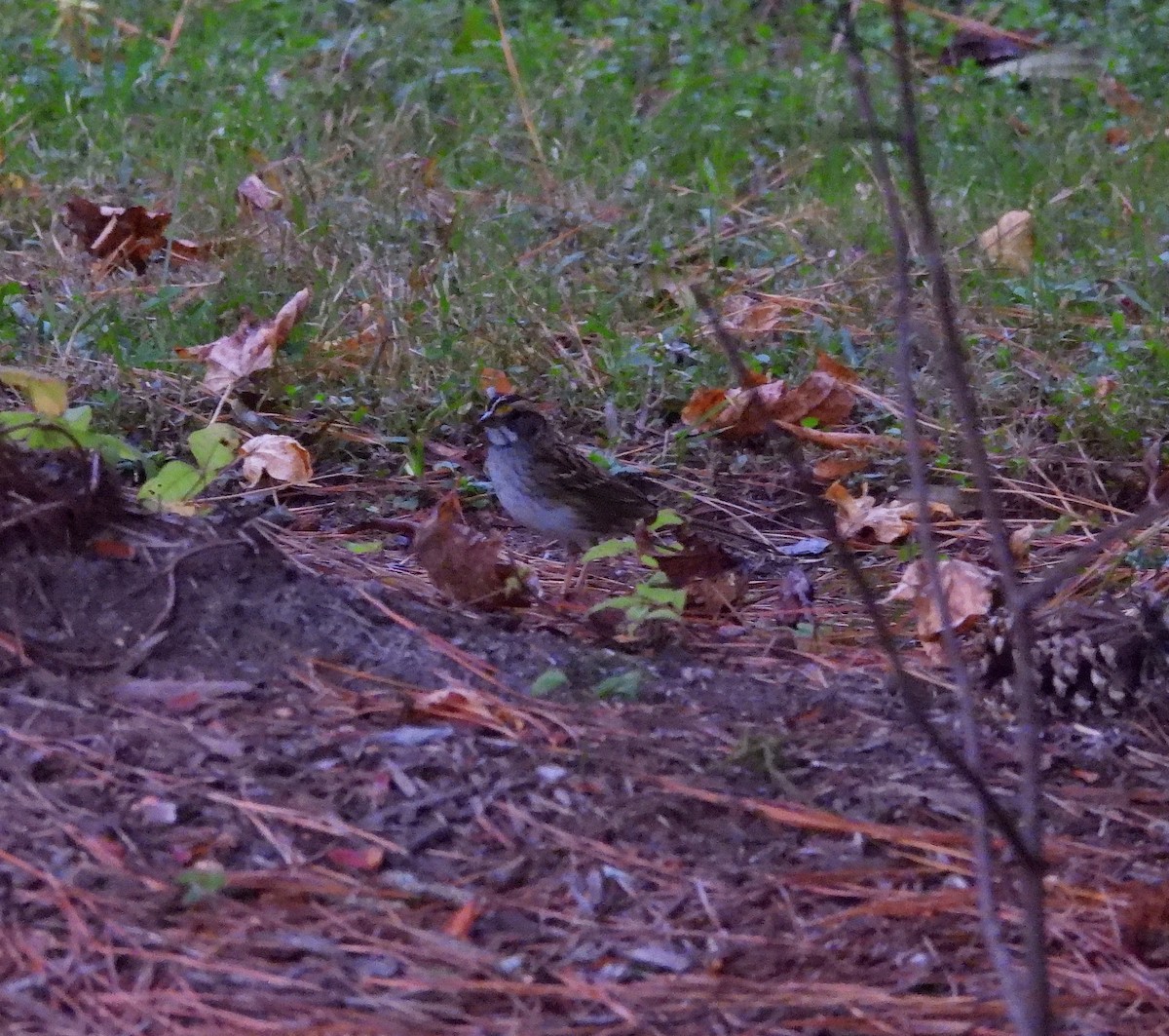 White-throated Sparrow - ML643850752
