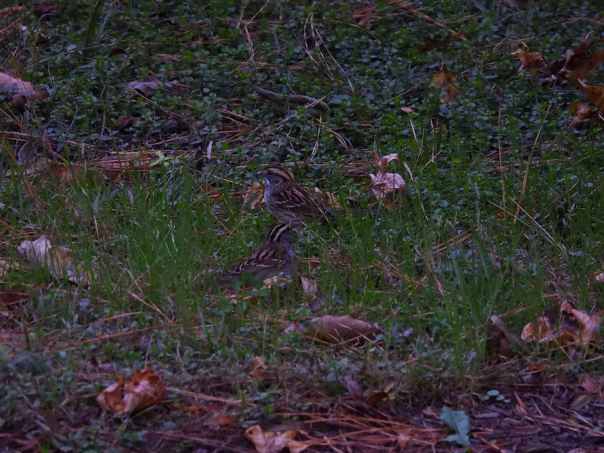 White-throated Sparrow - ML643850753