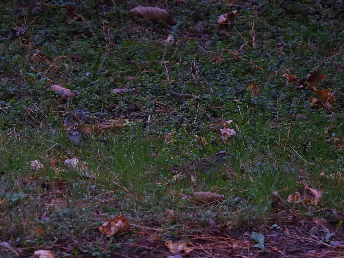White-throated Sparrow - ML643850755