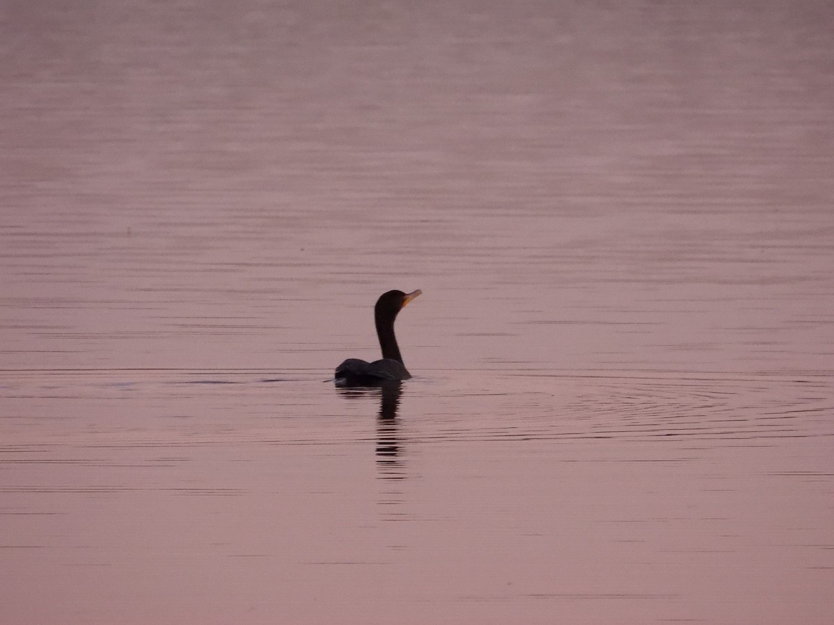 Double-crested Cormorant - ML643850762