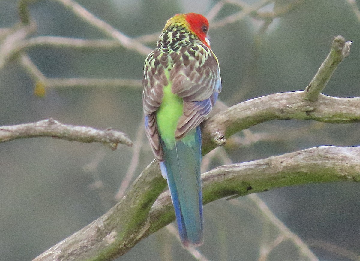 Eastern Rosella - ML643850772