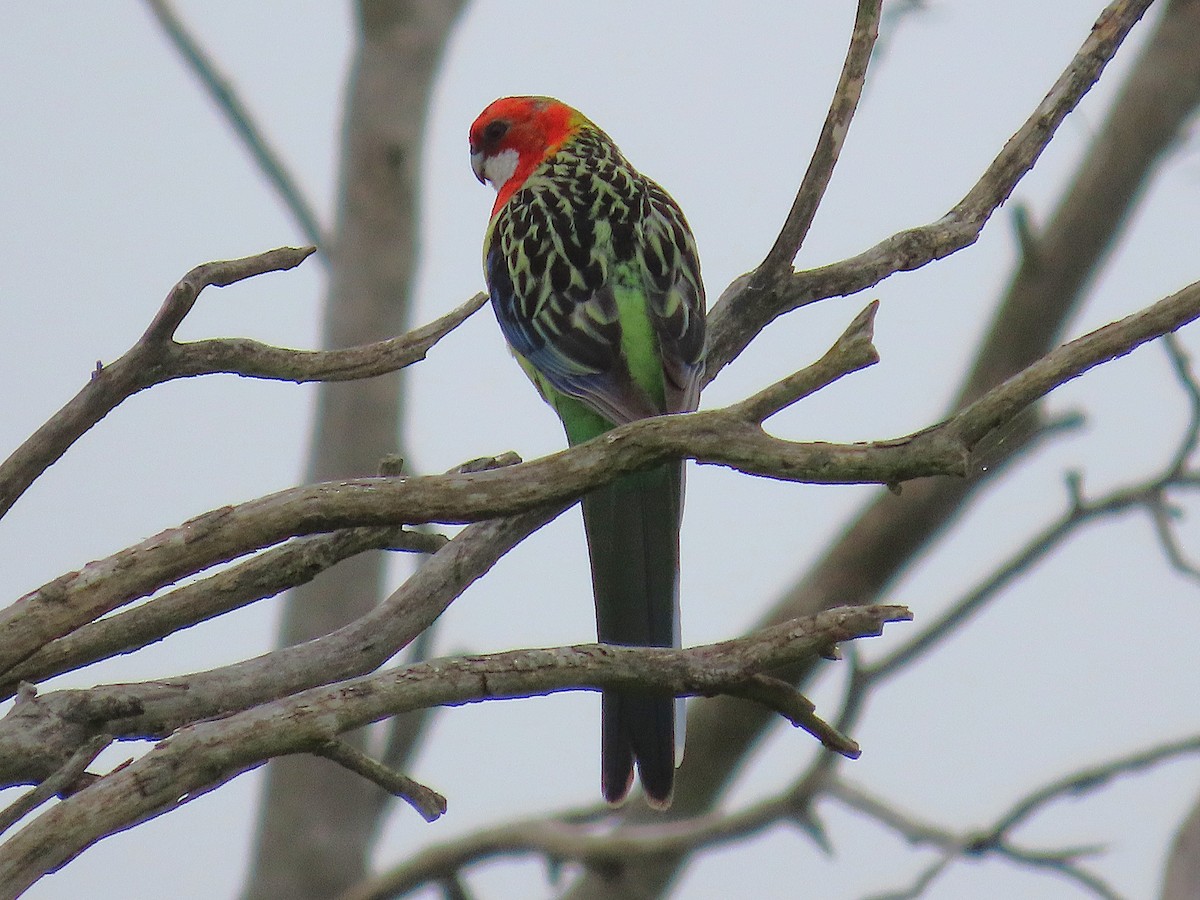 Eastern Rosella - ML643850773