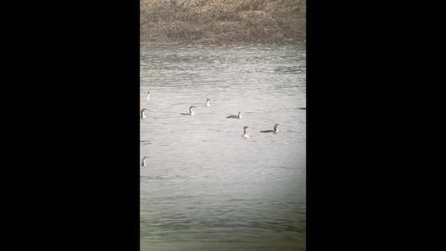 シロエリオオハム - ML643850774