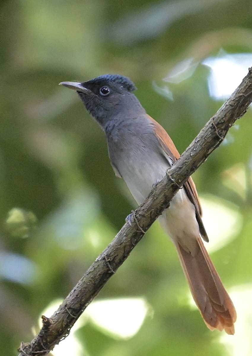 Blyth's Paradise-Flycatcher - ML643850779