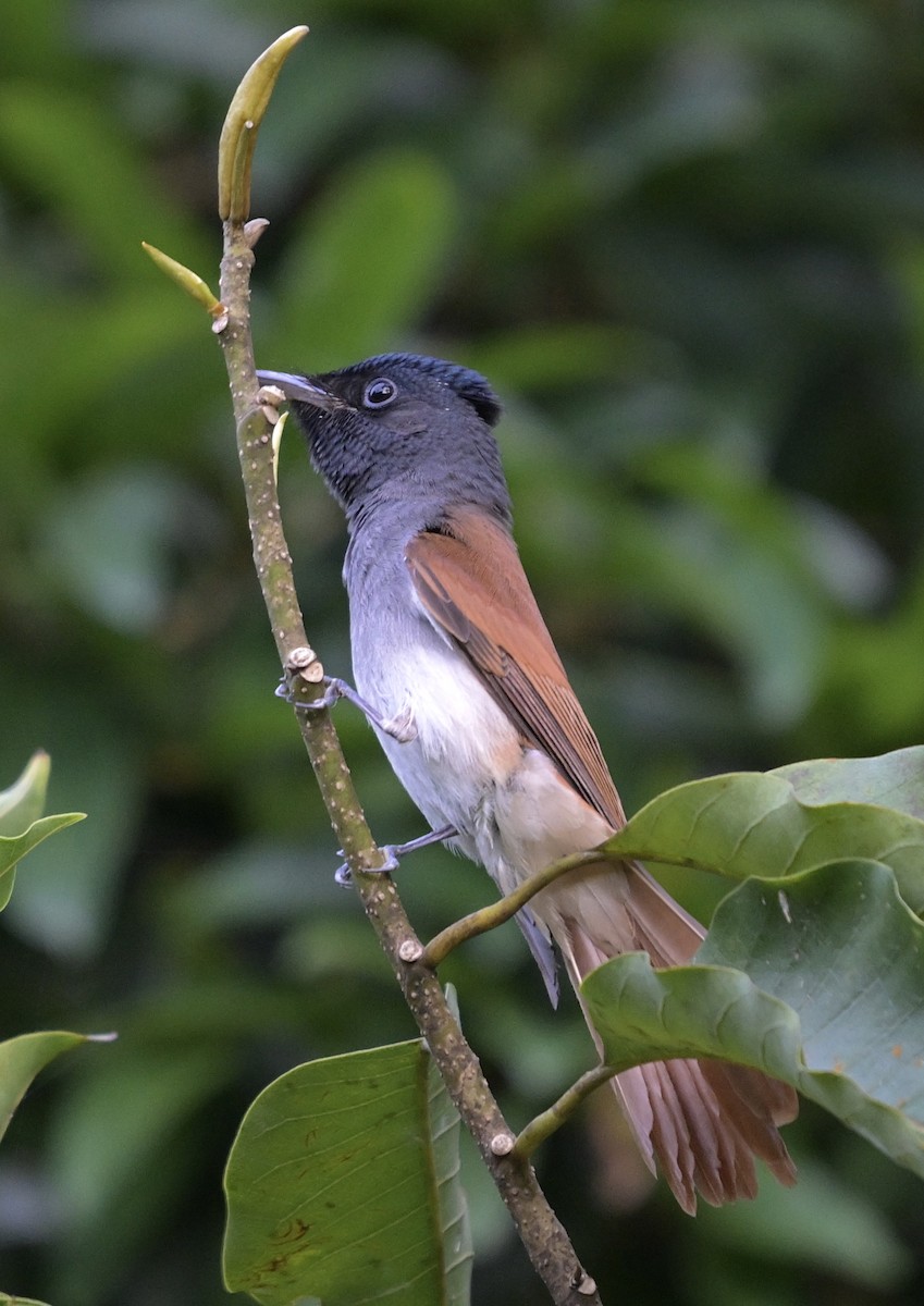 Blyth's Paradise-Flycatcher - ML643850780