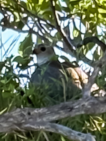 Autour blanc - ML643850781