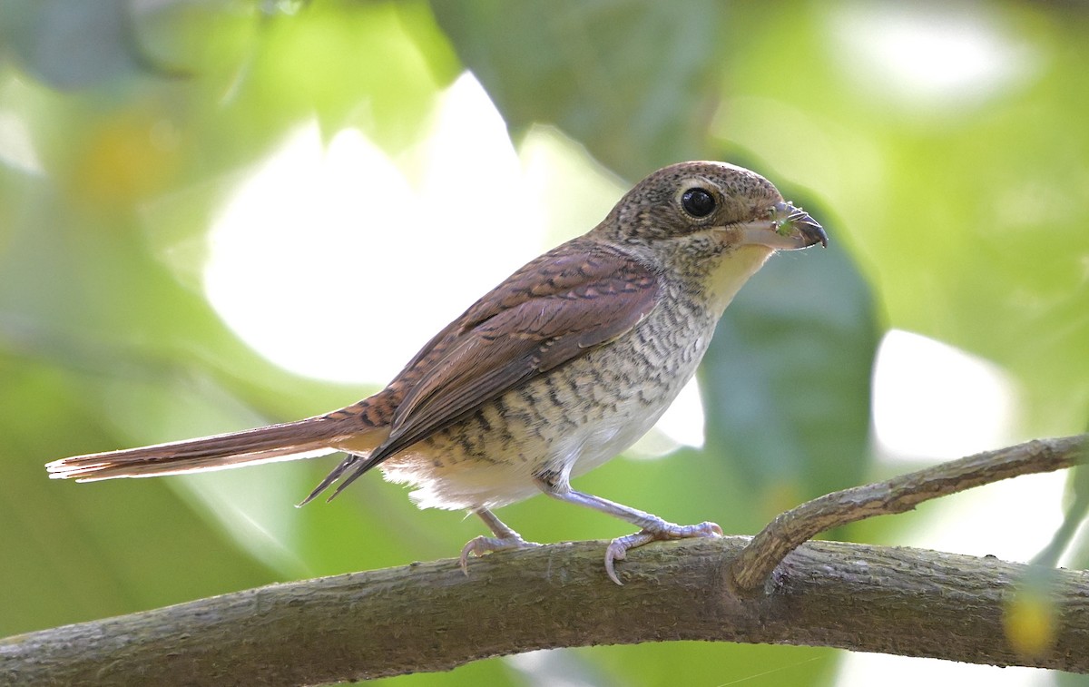 Tiger Shrike - ML643850782