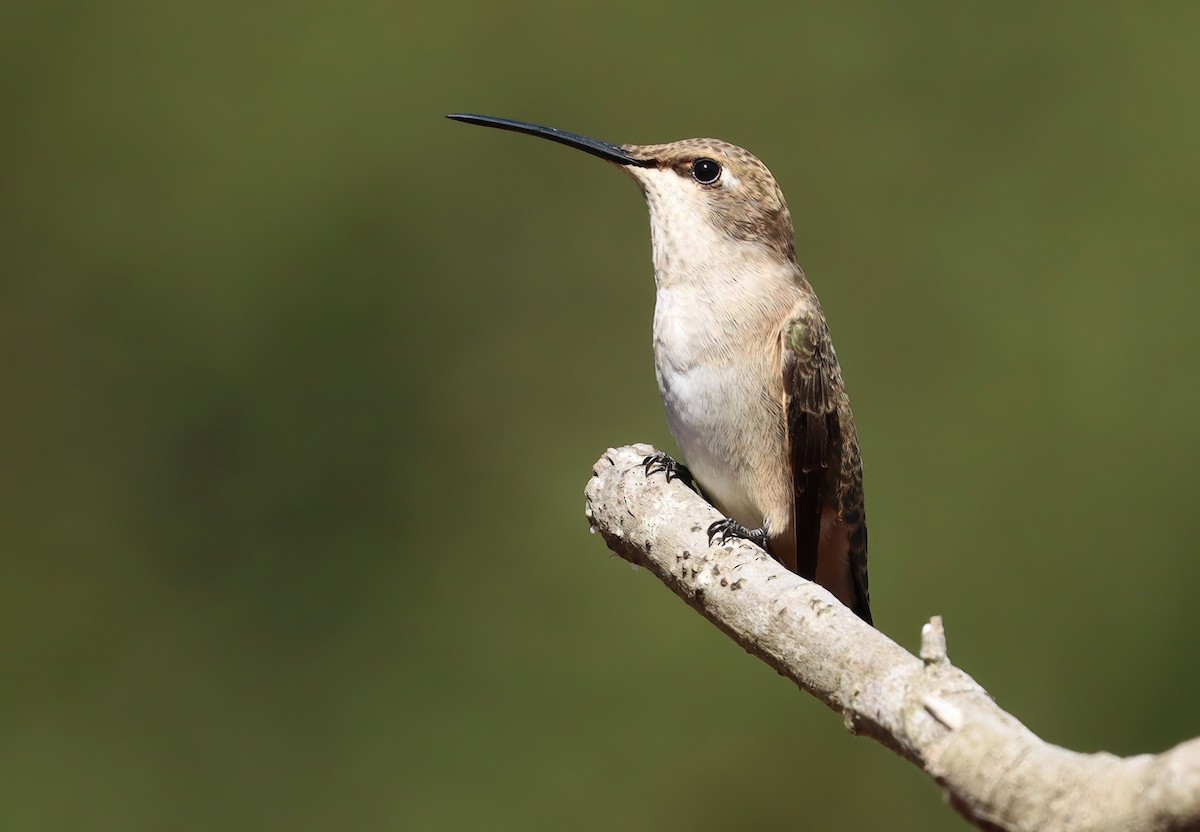 Black-chinned Hummingbird - ML643850789