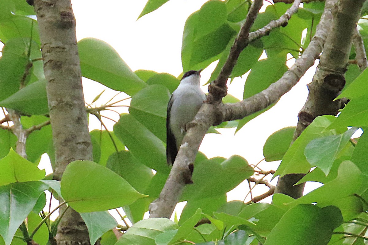 White-winged Triller - ML643850793