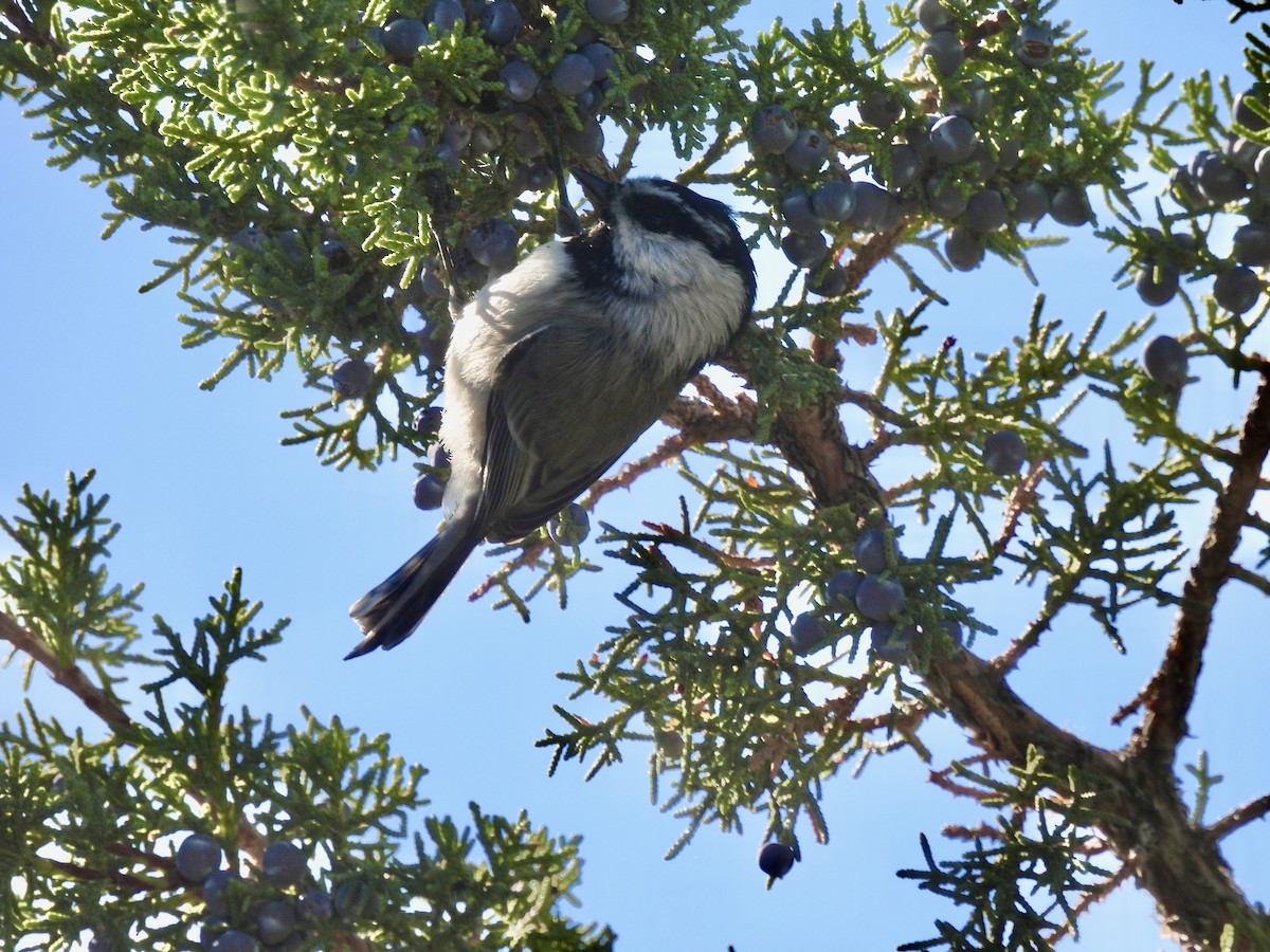 Mountain Chickadee - ML643850799