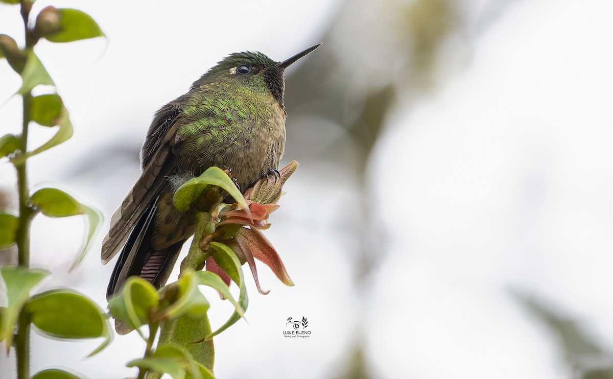 Tyrian Metaltail - ML643850811