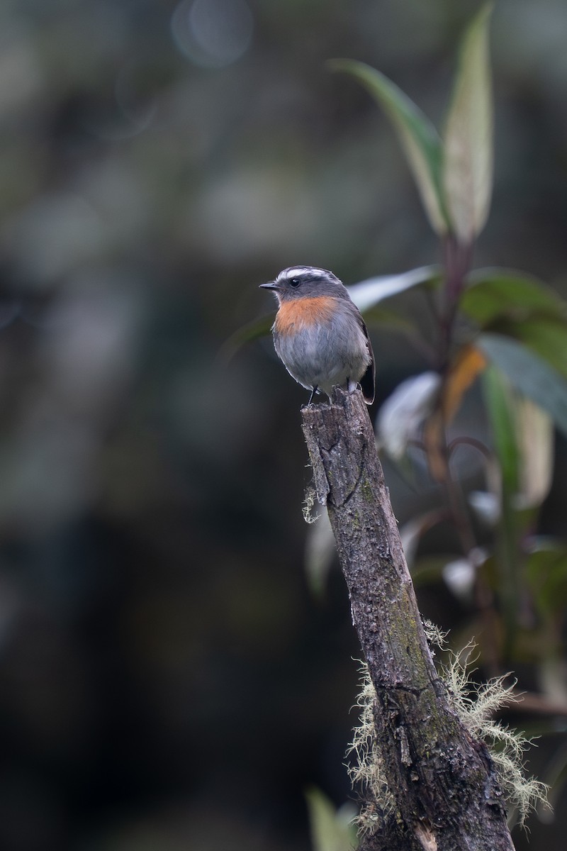 Rufous-breasted Chat-Tyrant - ML643850812