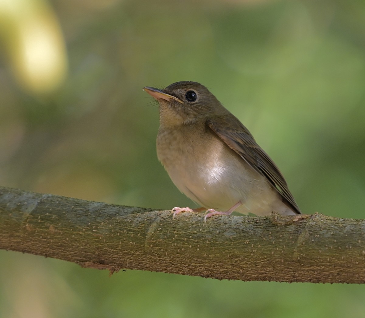 Brown-chested Jungle Flycatcher - ML643850818