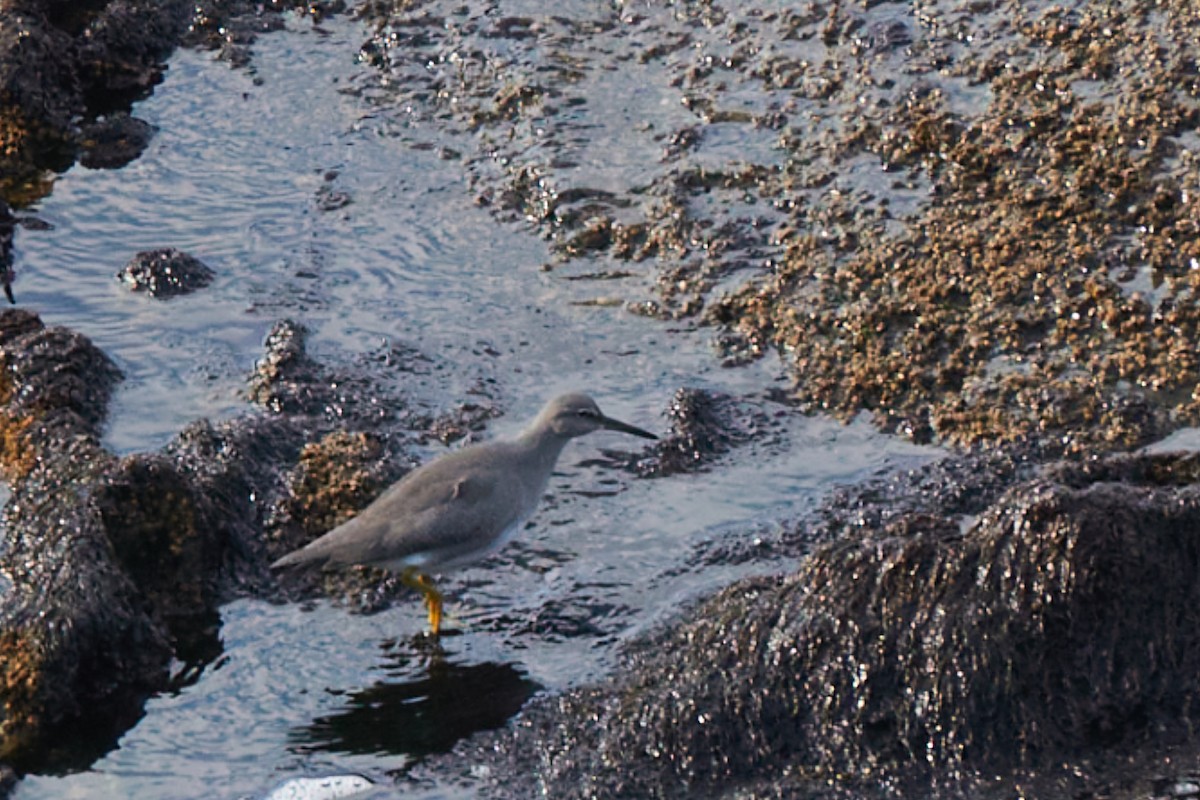 Wandering Tattler - ML643850831