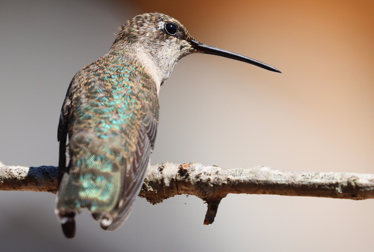Black-chinned Hummingbird - ML643850832