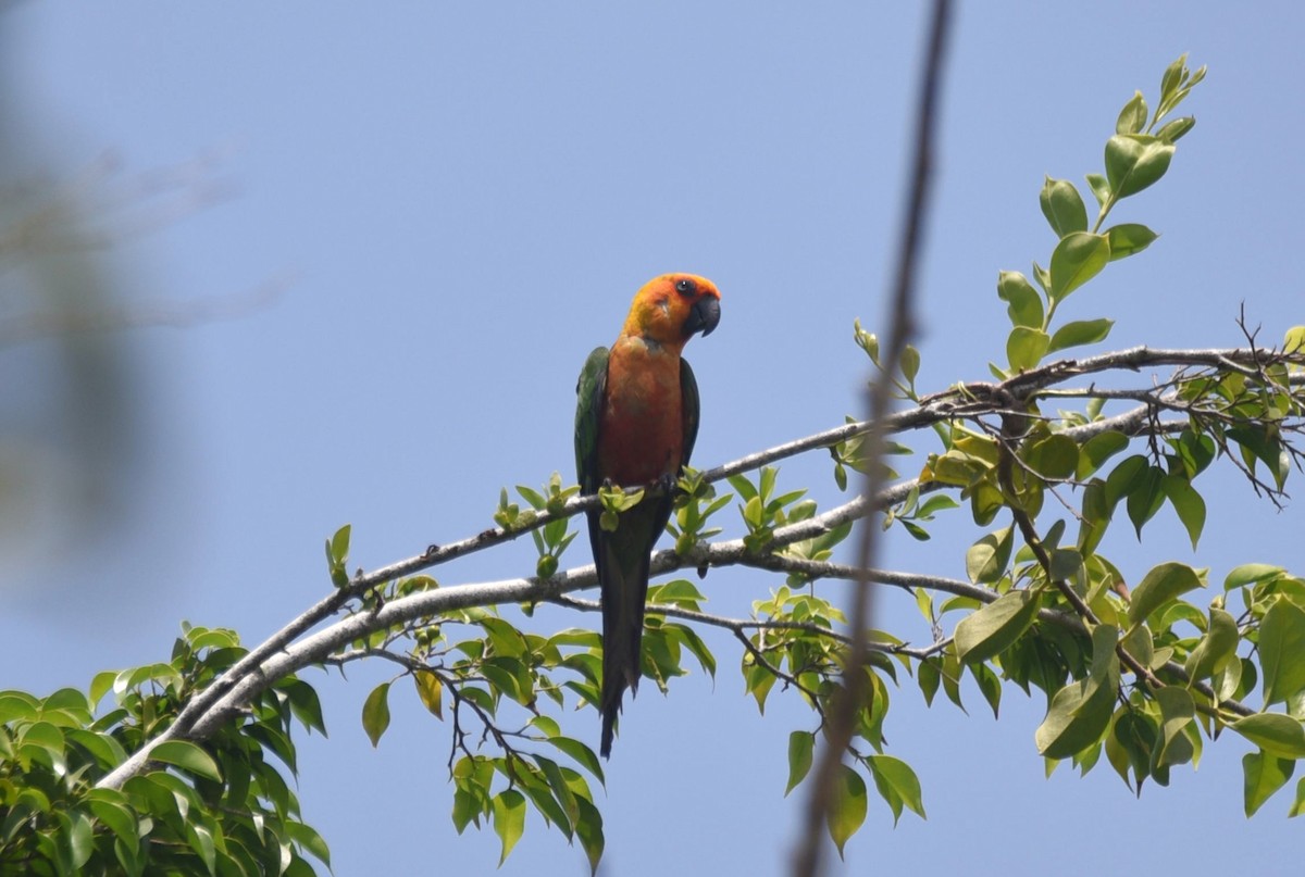 Jandaya Parakeet - ML643850836