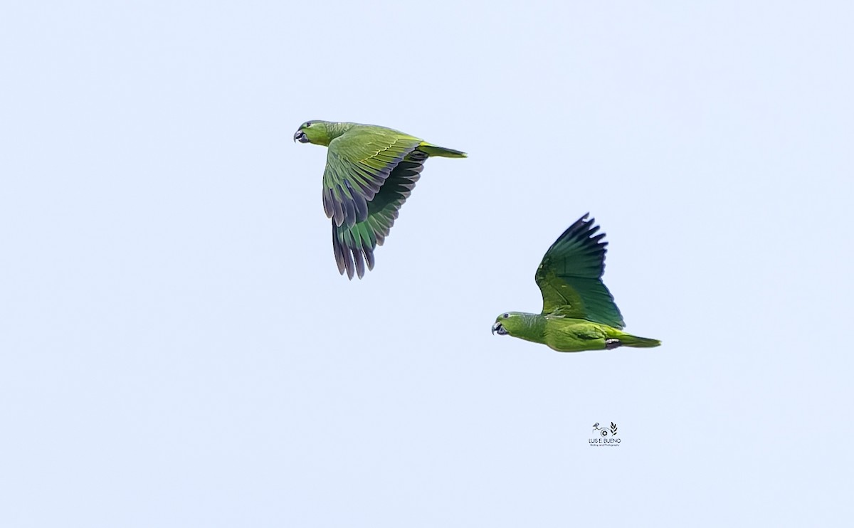 Scaly-naped Amazon - ML643850837