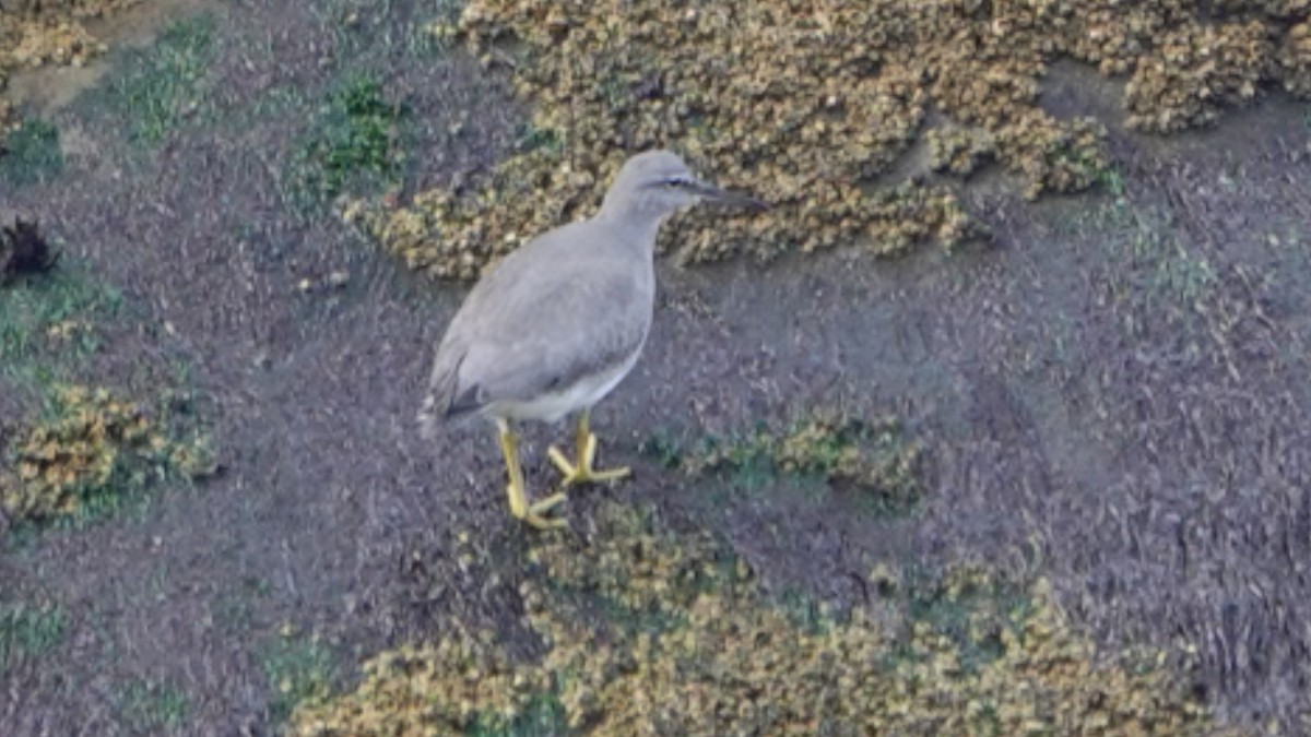 Wandering Tattler - ML643850843