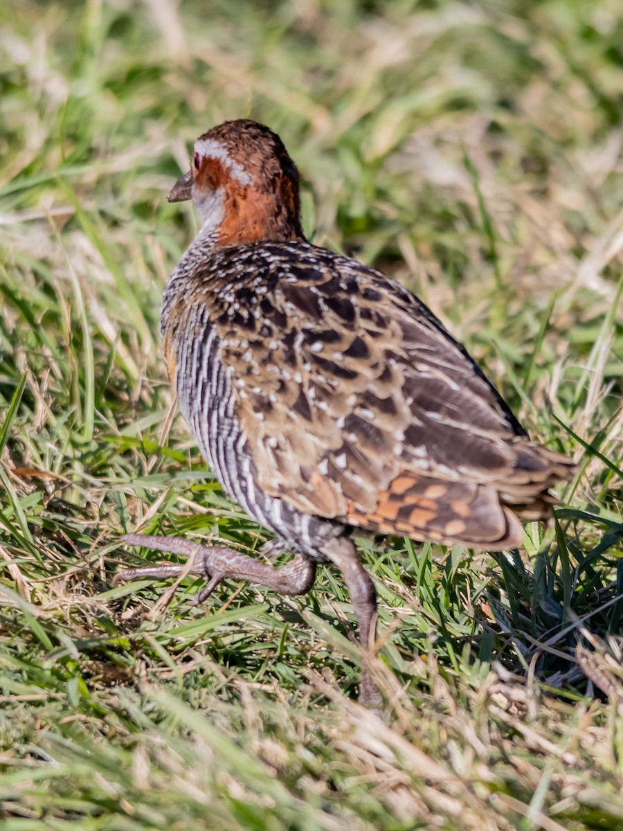 Râle tiklin - ML643850852