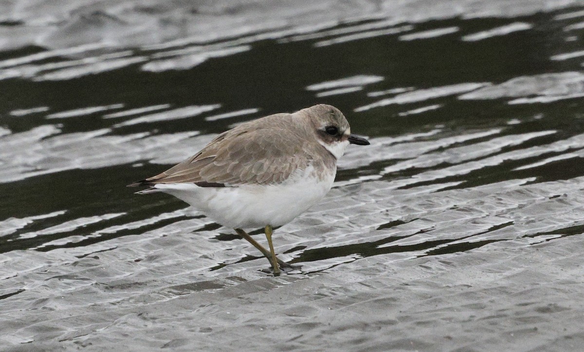 Siberian Sand-Plover - ML643850861