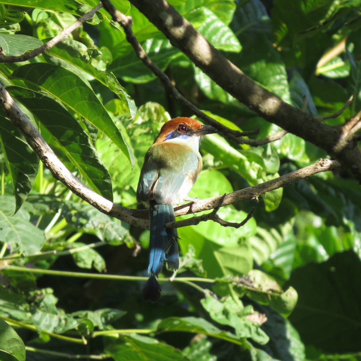Russet-crowned Motmot - ML643850873