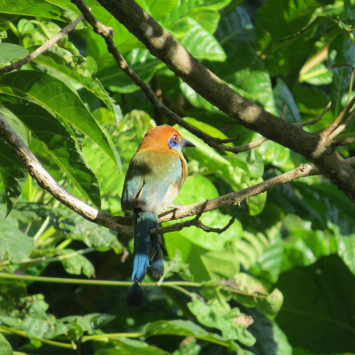 Russet-crowned Motmot - ML643850874