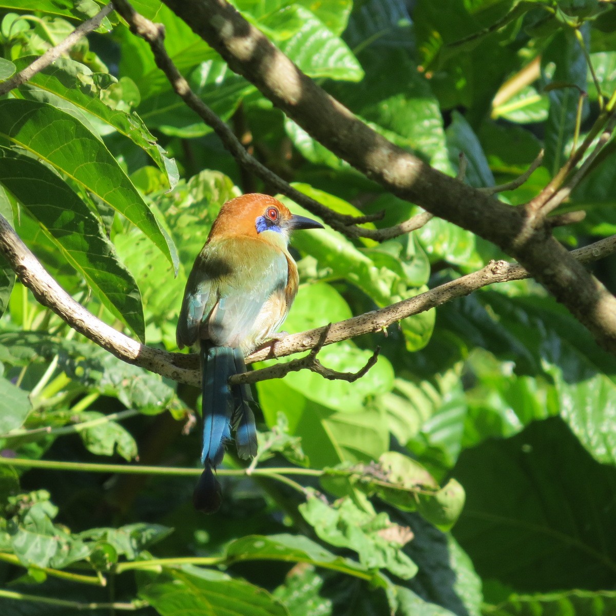 Russet-crowned Motmot - ML643850875