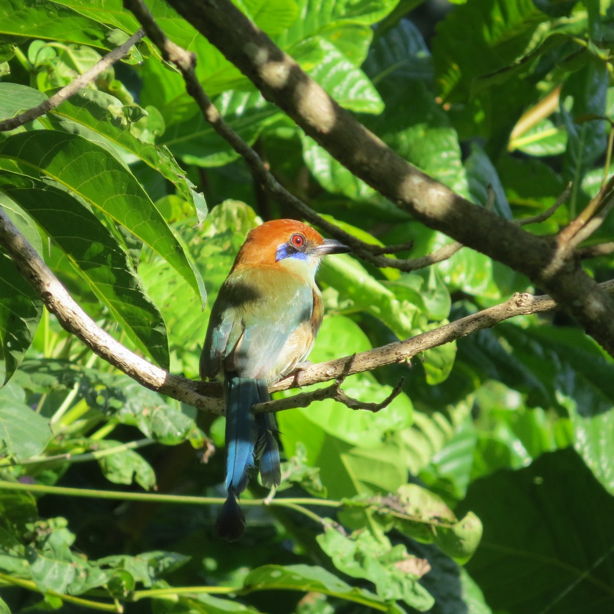 Russet-crowned Motmot - ML643850876