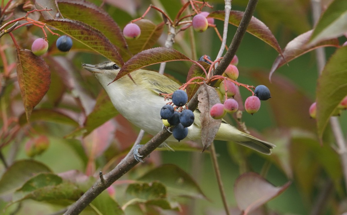 Rotaugenvireo - ML643850881