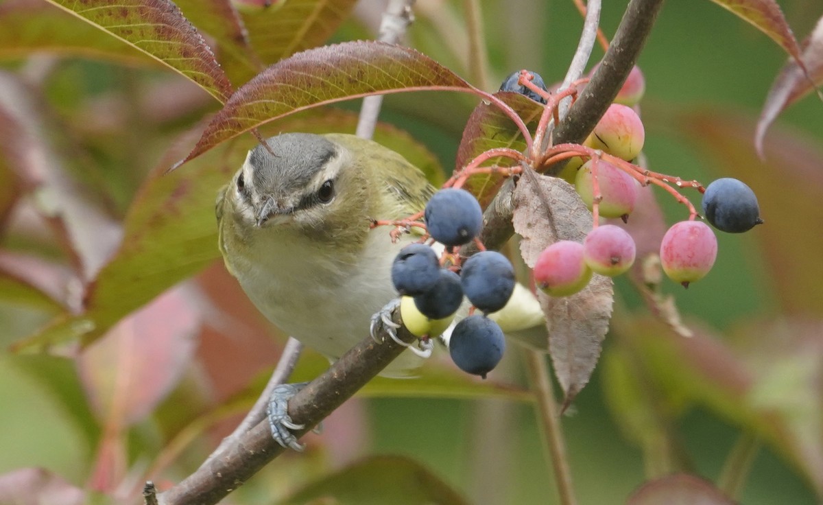 Rotaugenvireo - ML643850882