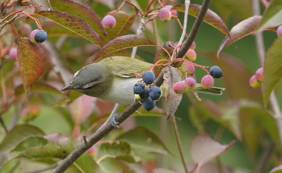 Rotaugenvireo - ML643850883