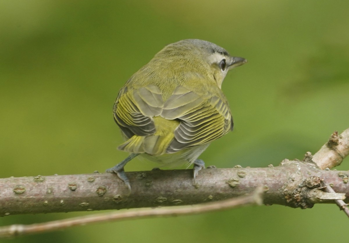 Rotaugenvireo - ML643850884