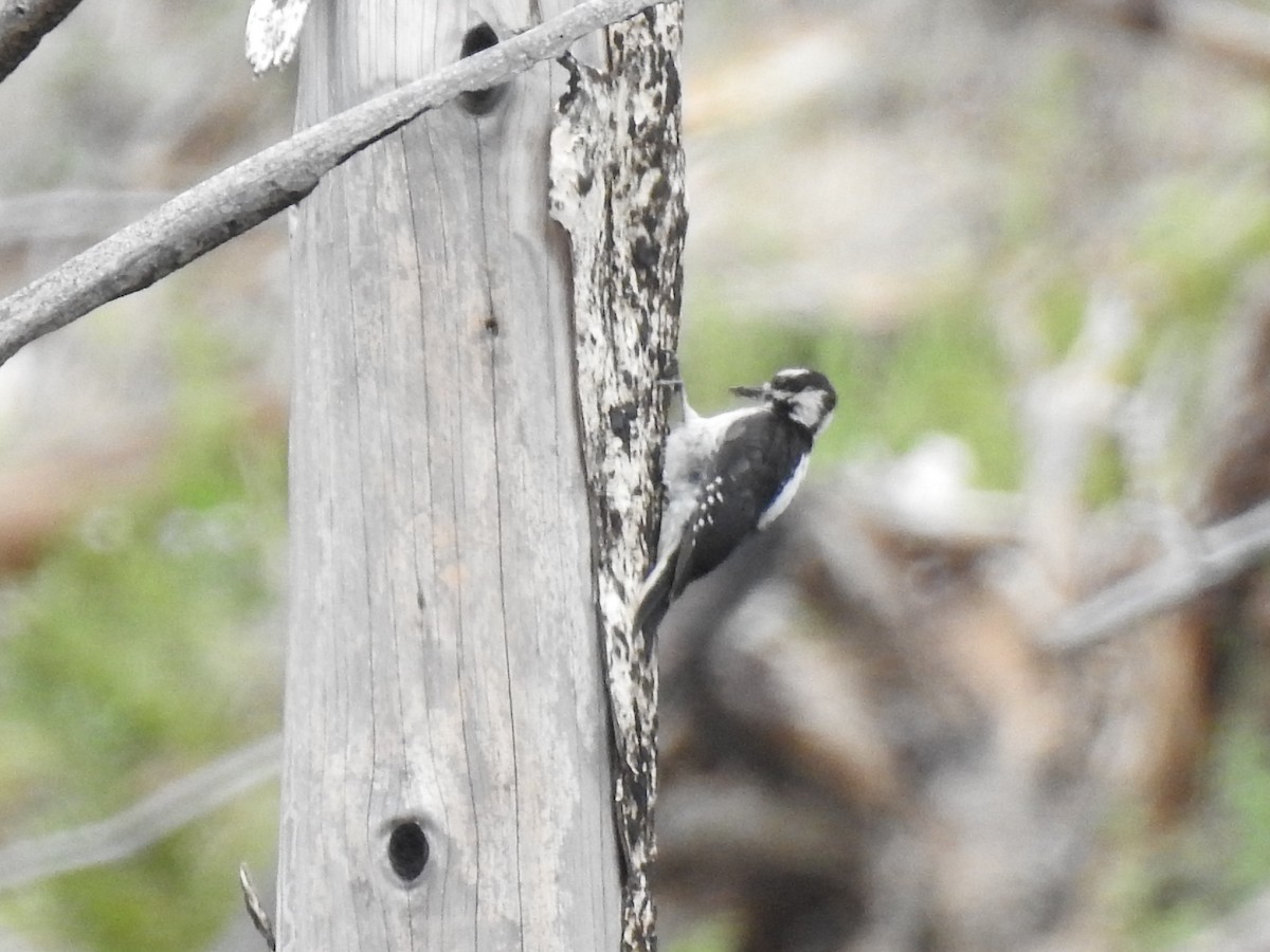 Hairy Woodpecker - ML643850886