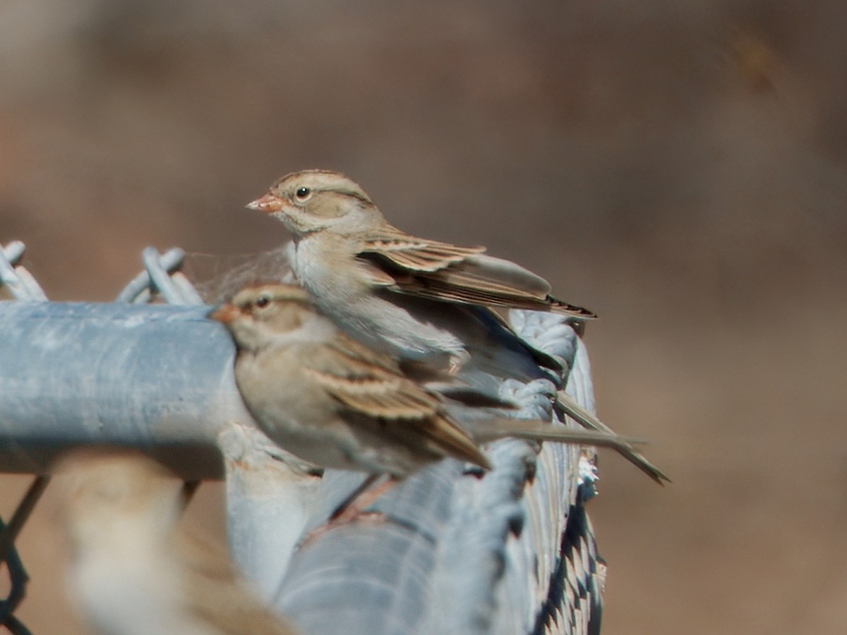 Chipping Sparrow - ML643850891