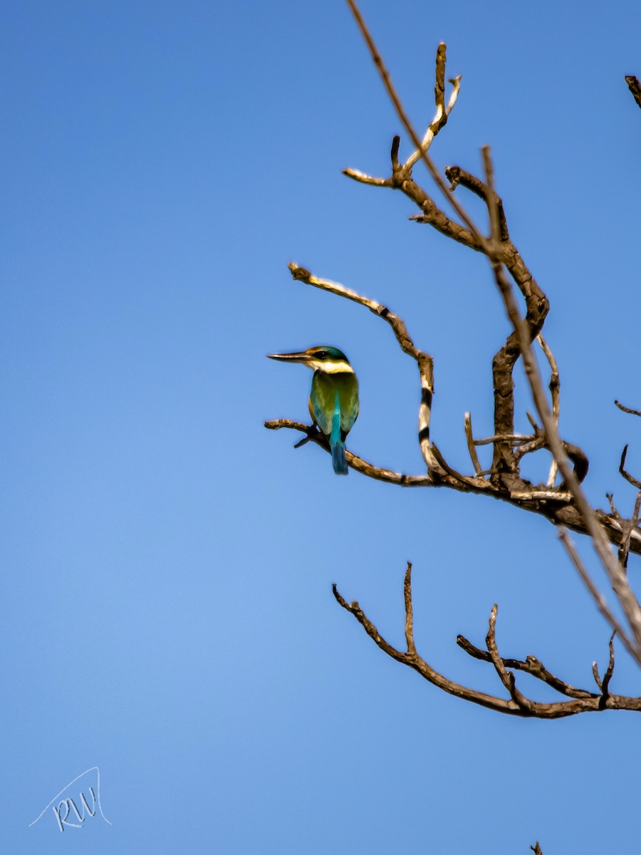Sacred Kingfisher - ML643850896
