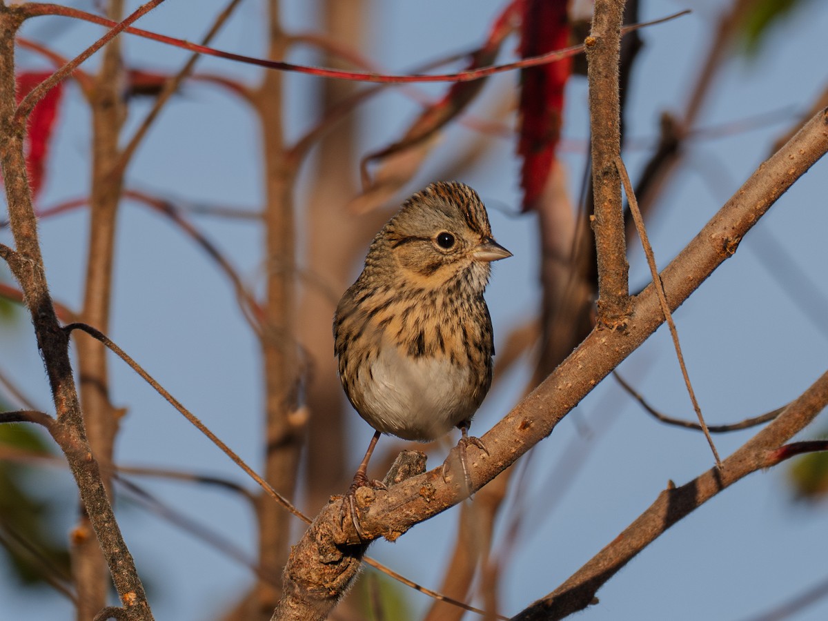 Lincoln's Sparrow - ML643850899