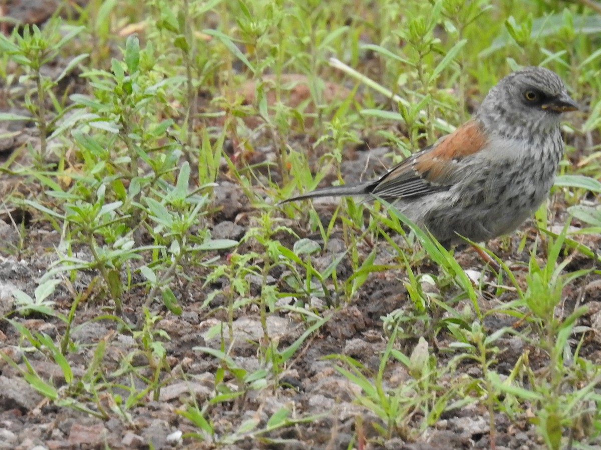 Yellow-eyed Junco - ML643850914