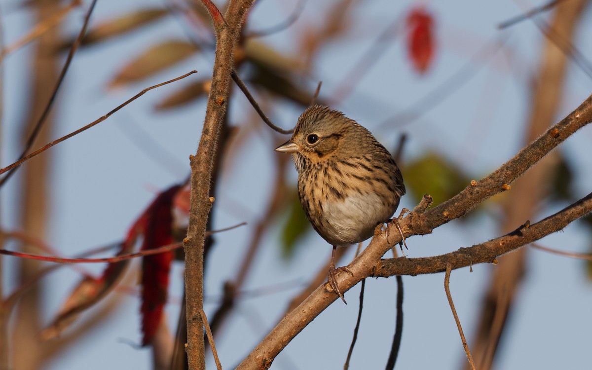 Lincoln's Sparrow - ML643850915
