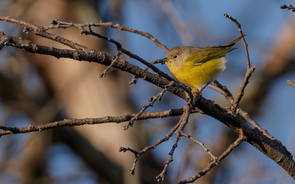 Nashville Warbler - ML643850918
