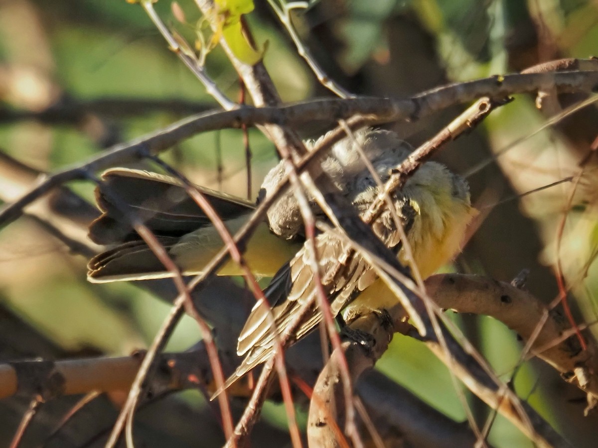 Western Kingbird - ML643850937