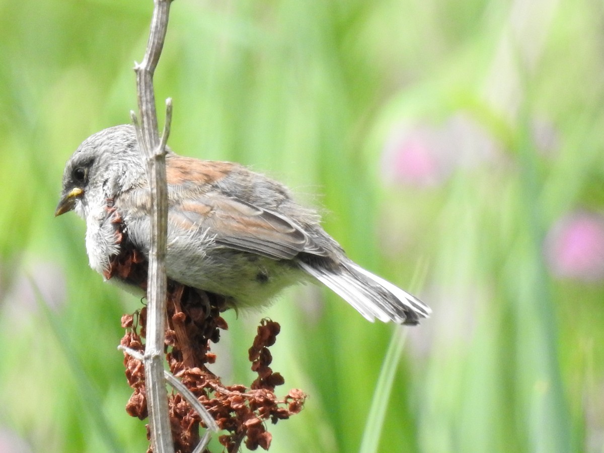 Yellow-eyed Junco - ML643850939